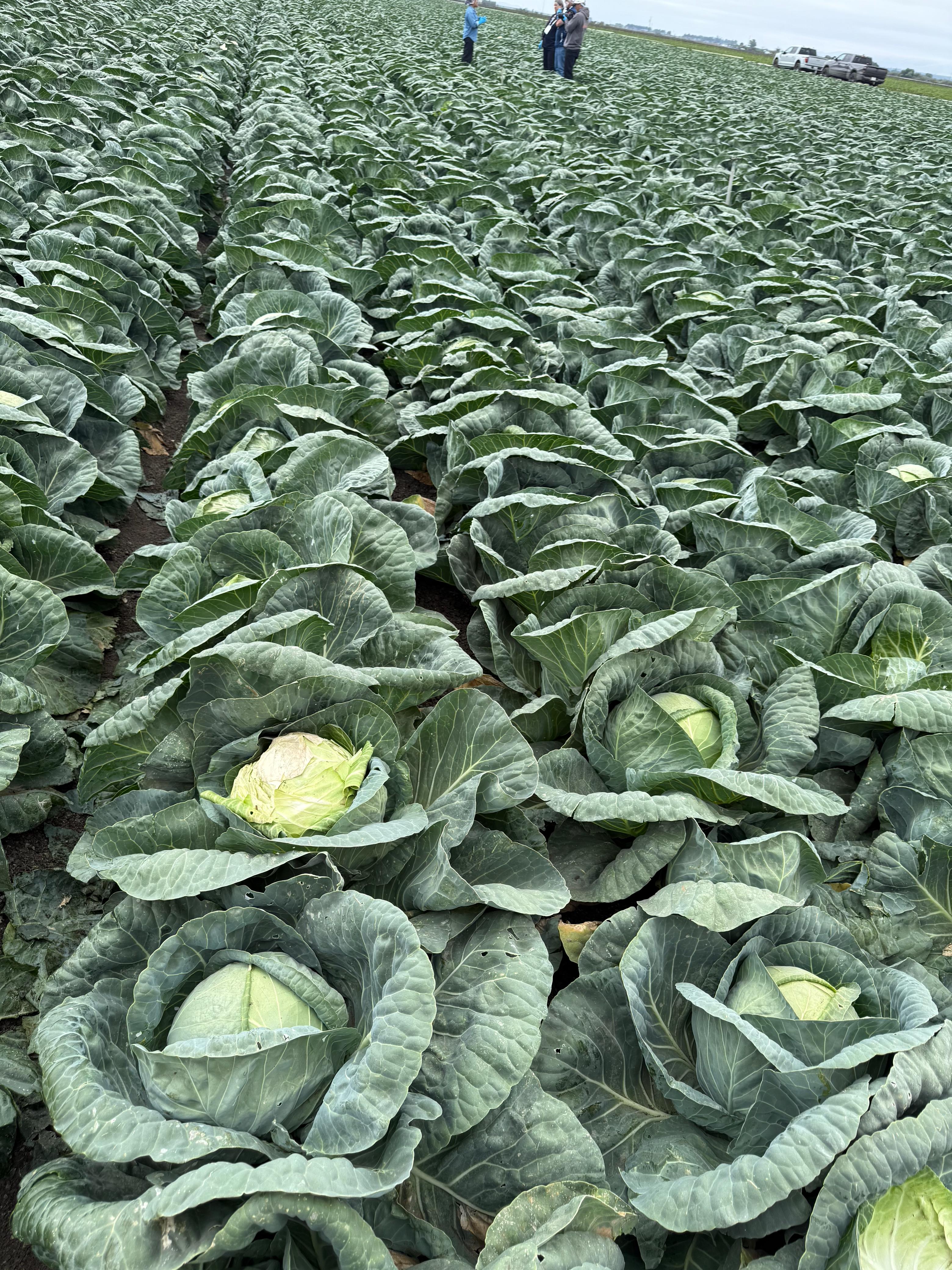 Cabbage