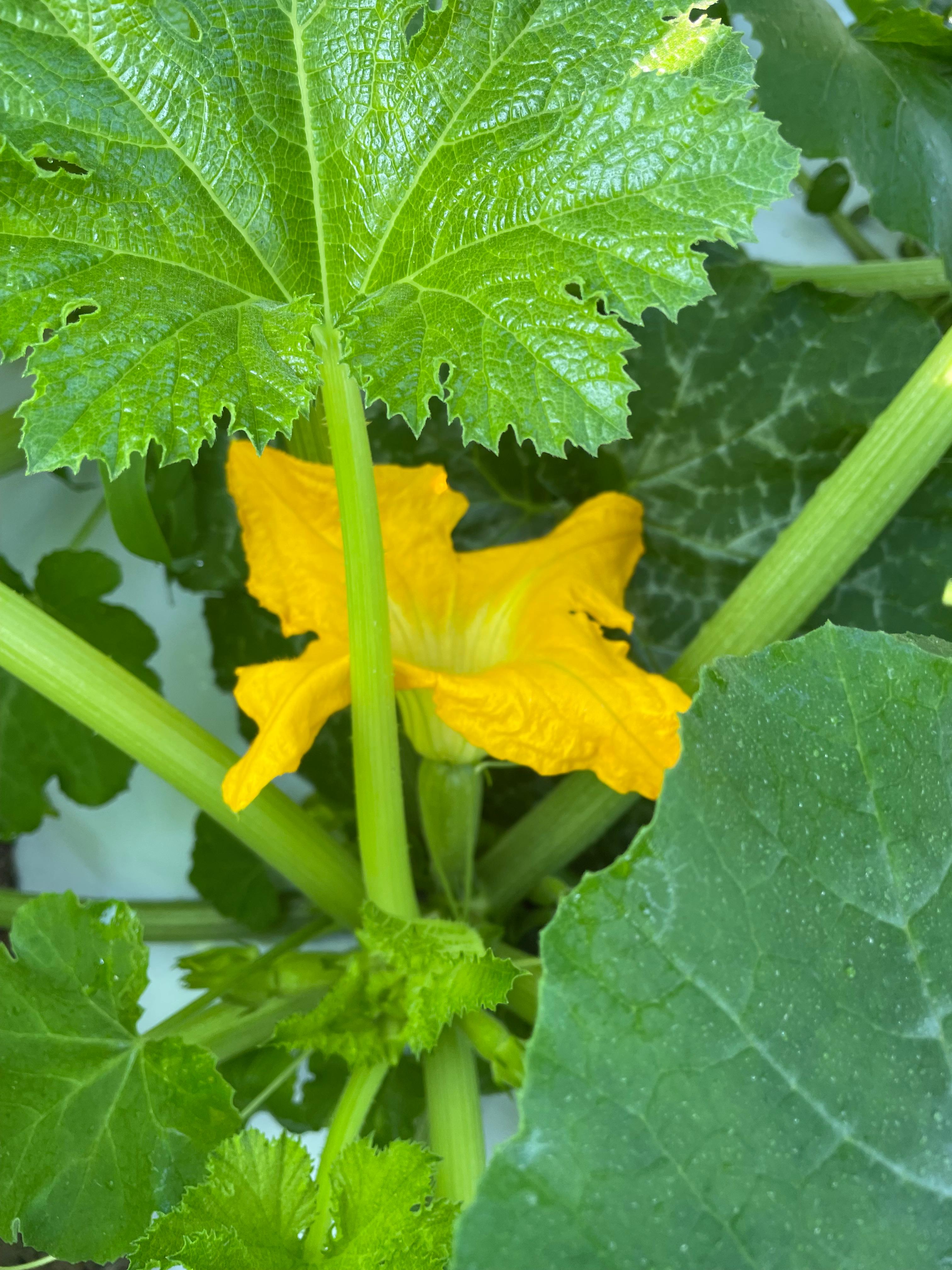 Gourd Blossom